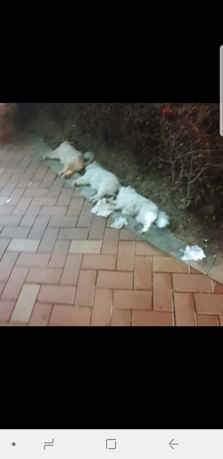 어제자 해운대 미친 동물학대 | 인스티즈