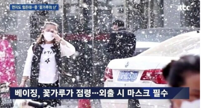 봄이면 난리나는 중국과 일본 | 인스티즈