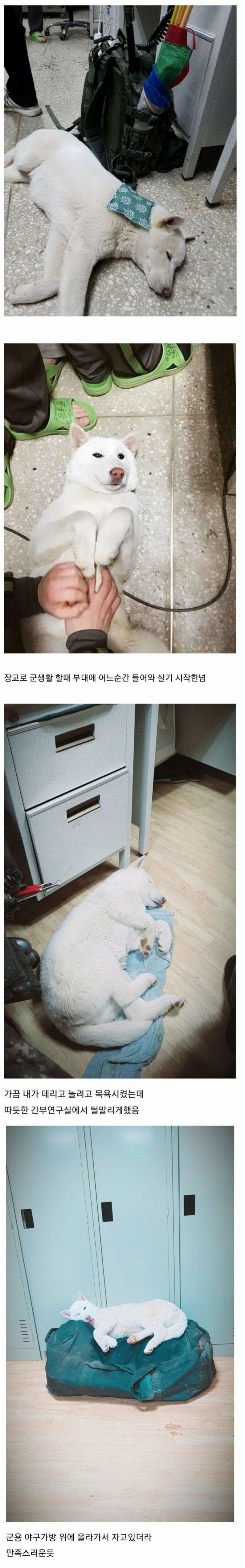 군부대에 나타난 댕댕이 | 인스티즈