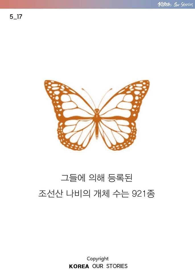 조선에서 나비가 사라졌다 | 인스티즈