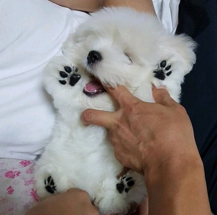 강아지 발바닥.jpg | 인스티즈