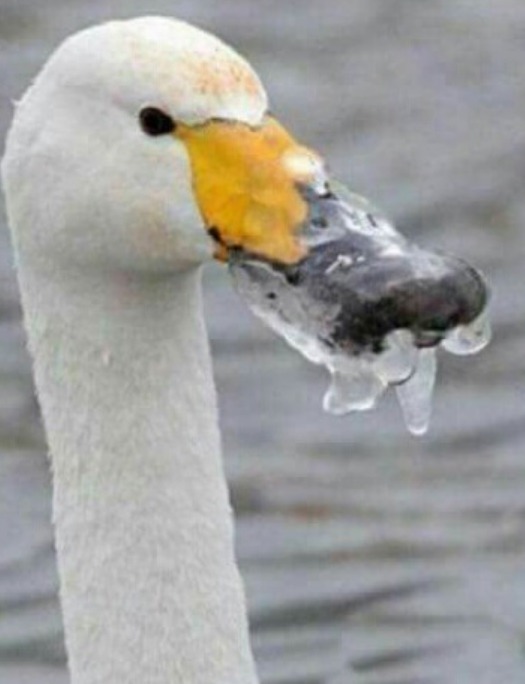 오리가 얼면 뭐게?ㅋㅋㅋㅋㅋ | 인스티즈