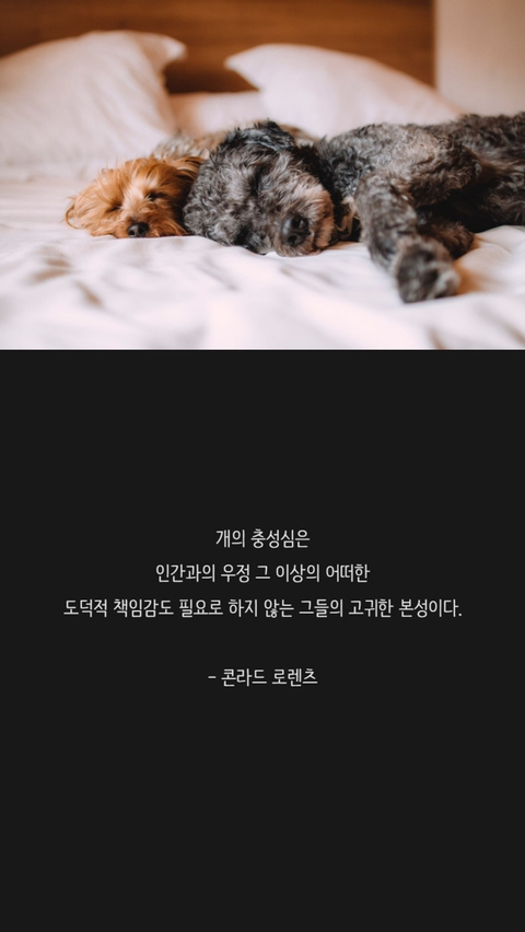 반려견에 관한 명언 | 인스티즈