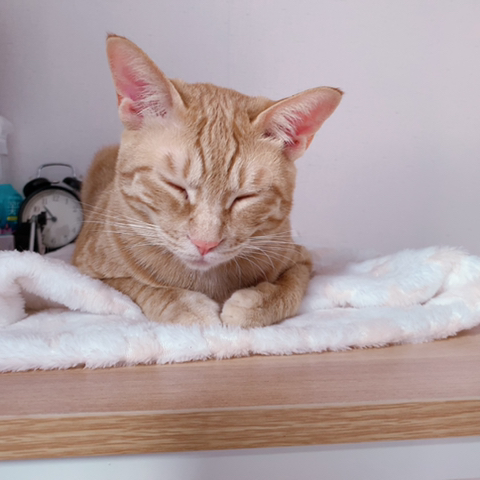 조는 고양이 몰촬 | 인스티즈