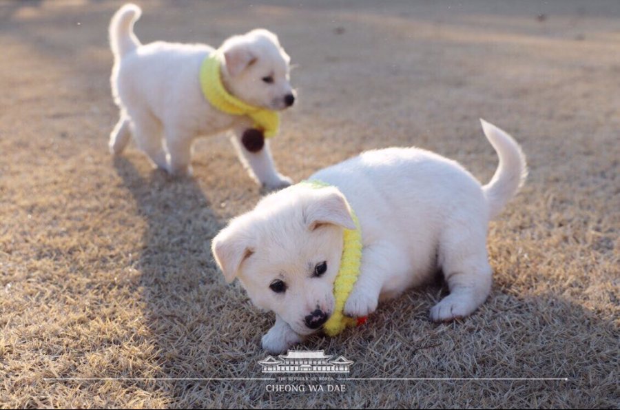 목도리 선물받은 청와대 강아지들 | 인스티즈