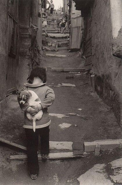 1970년대...한국의 댕댕이들....jpg | 인스티즈