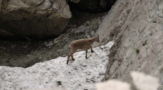 인간이 만든 댐을 타고 다니는 동물.jpgif | 인스티즈