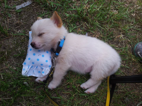 귀여운 강아지들 ㅎㅎ | 인스티즈