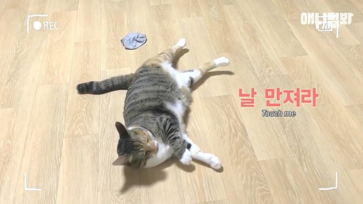 깜짝.....걸레질을 하는 고양이가 있다....?.....JPGIF | 인스티즈