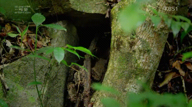 세상에서 가장 작은 고양이.jpgif | 인스티즈