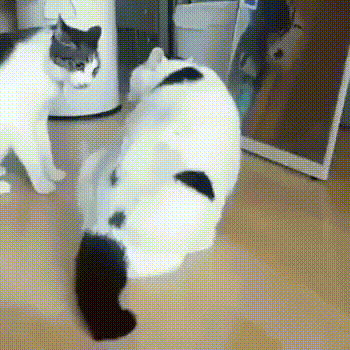 고양이 물리엔진 고장 | 인스티즈