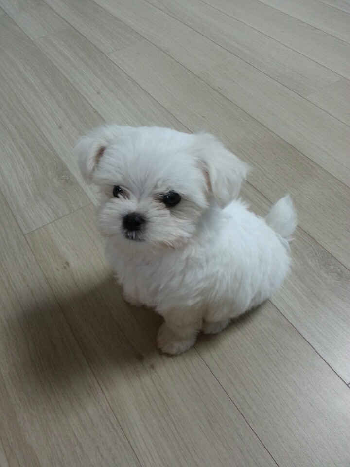 귀여운 강아지들 ㅎㅎ | 인스티즈