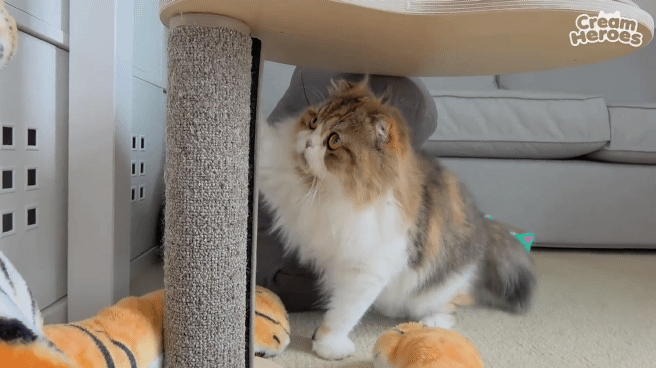 인형보고 쫄아버린 고양이.gif | 인스티즈