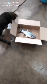 고양이에게 생선 맡기기.gif | 인스티즈