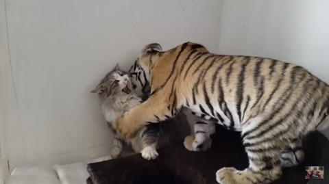 귀여운 고양이 사진 모음 | 인스티즈