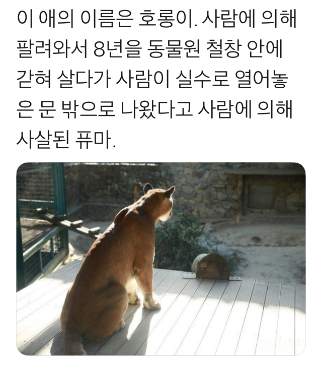 호롱이 생애 정리 | 인스티즈