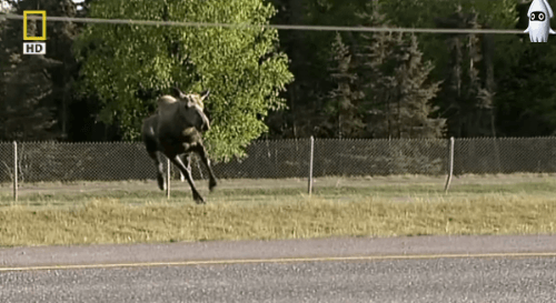 해외 자동차 매체에서 회피기동 테스트를 하는 이유.jpgif | 인스티즈