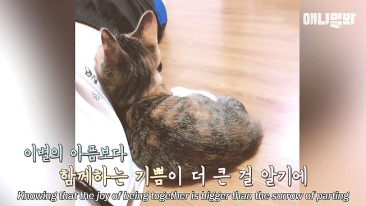 깜짝.....걸레질을 하는 고양이가 있다....?.....JPGIF | 인스티즈