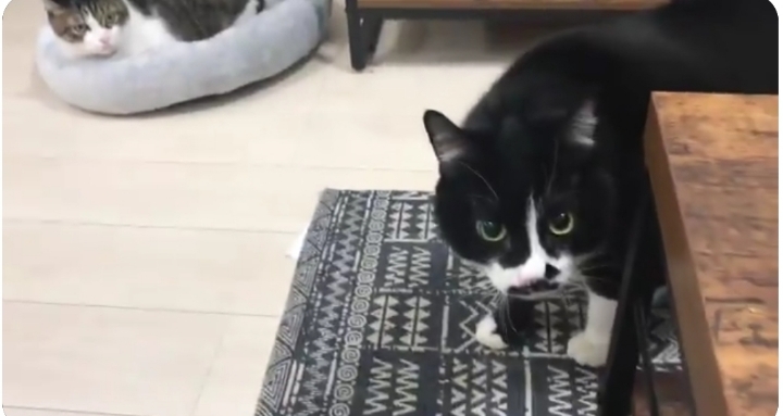 이 고양이는 뭐라고 하는 걸까 | 인스티즈