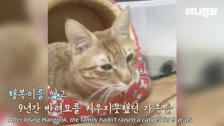 깜짝.....걸레질을 하는 고양이가 있다....?.....JPGIF | 인스티즈