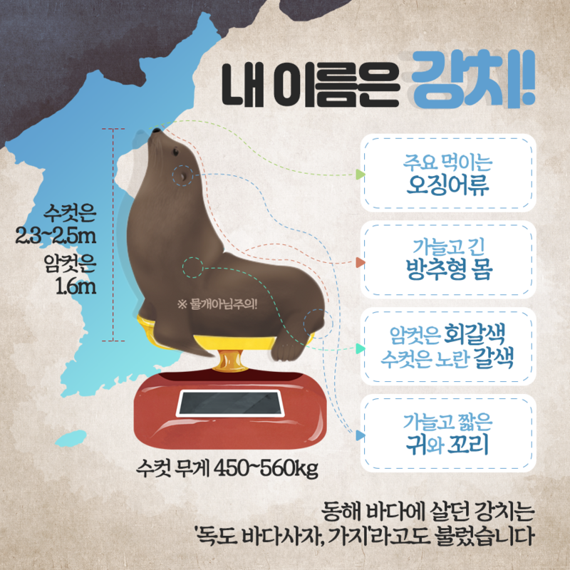 독도 바다사자 강치를 아시나요? | 인스티즈