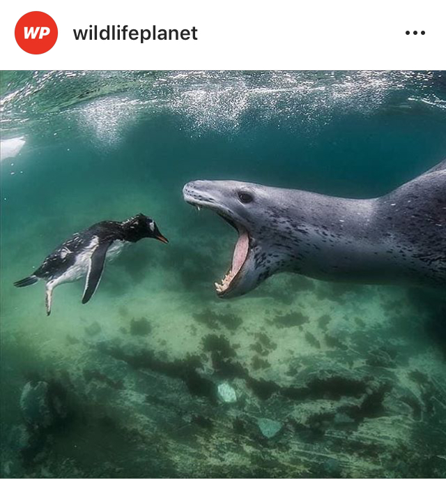펭귄의 마지막 순간 | 인스티즈