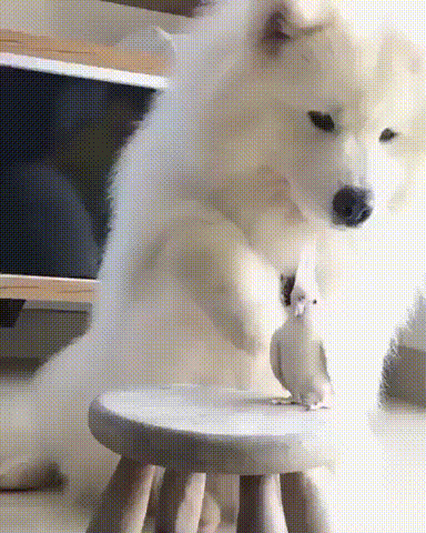 친구하고 싶은데 눈길 한번 안줌.gif | 인스티즈