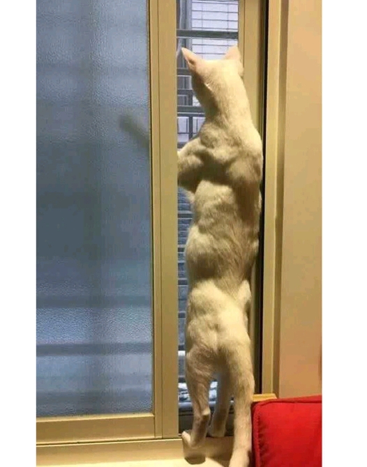 집사한테 꾹꾹이 해줬는데 뼈 부러졌다.jpg | 인스티즈