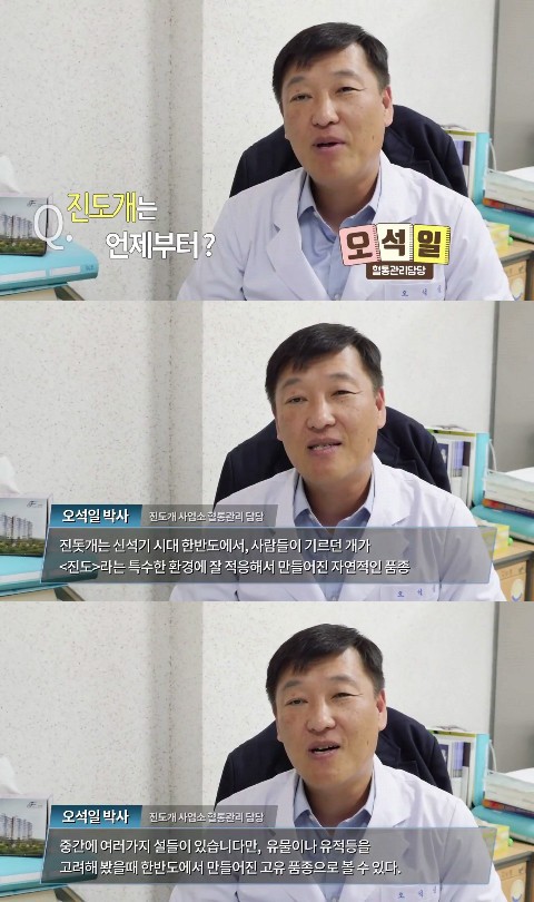 진돗개의 몇가지 사실 | 인스티즈