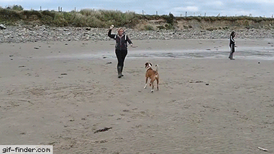 공놀이 하다가 현타 온 멍멍이.gif | 인스티즈