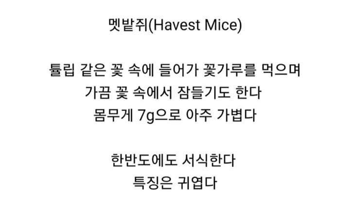 진짜 작고 귀여운 쥐.jpg | 인스티즈
