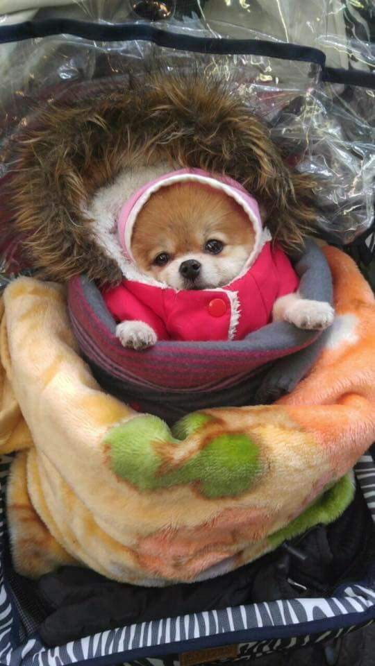 추운 날 할머니의 강아지 패션 코디 | 인스티즈