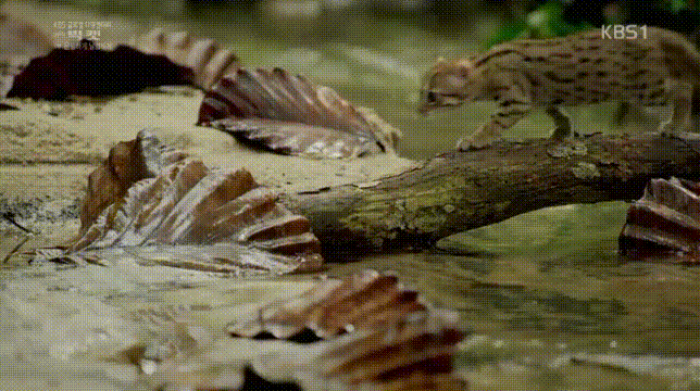 세상에서 가장 작은 고양이.jpgif | 인스티즈