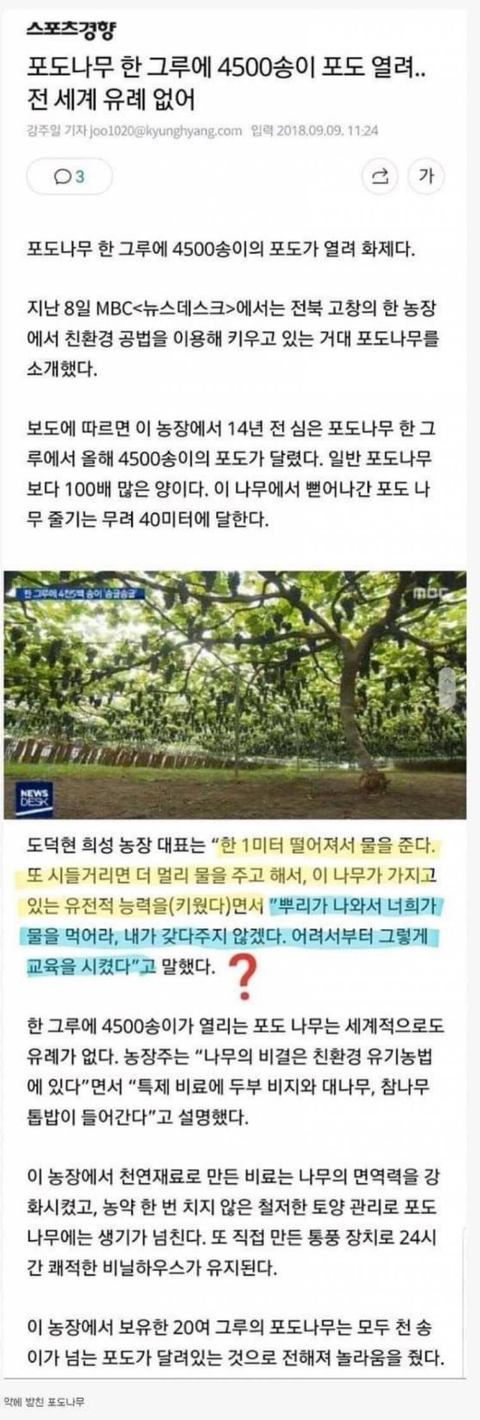 포도나무 키우는 꿀팁 .jpg | 인스티즈