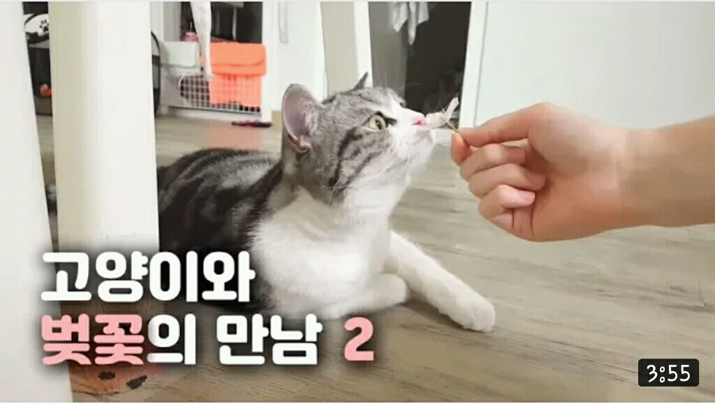 뿌스타그램 귀요미 뿌냥이ㅠㅠ | 인스티즈