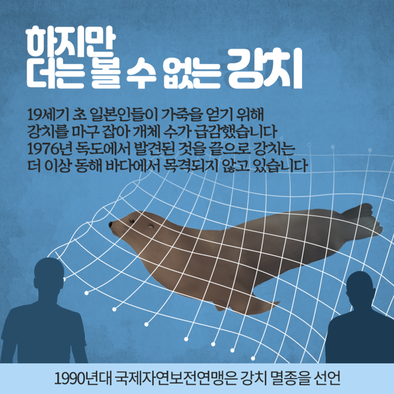 독도 바다사자 강치를 아시나요? | 인스티즈
