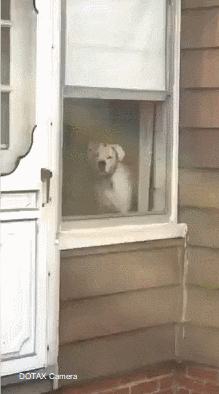 집 지키는 댕댕이.gif | 인스티즈