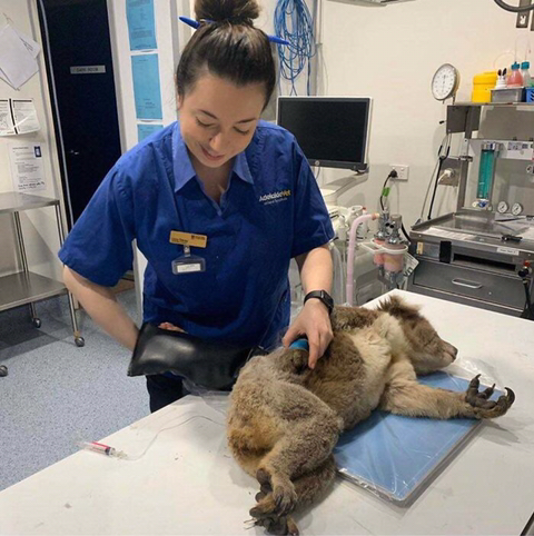 야생동물 구조하는 호주 국민들 ㅠ | 인스티즈