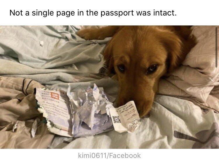 바이러스 막은 갓댕이.jpg | 인스티즈