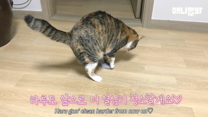 깜짝.....걸레질을 하는 고양이가 있다....?.....JPGIF | 인스티즈