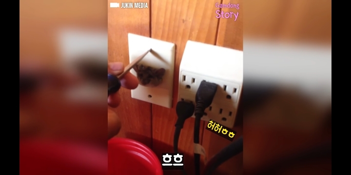 콘센트에 쥐 머리가 껴있다면? | 인스티즈