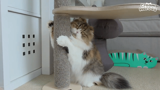 인형보고 쫄아버린 고양이.gif | 인스티즈