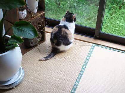 고양이 봉인하는 법 | 인스티즈