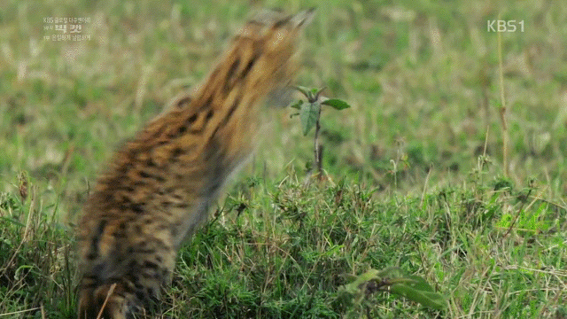 다큐멘터리 빅 캣에 나온 고양잇과 동물들 gif | 인스티즈
