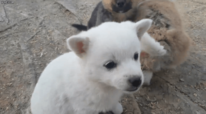 시골 똥강아지.gif | 인스티즈