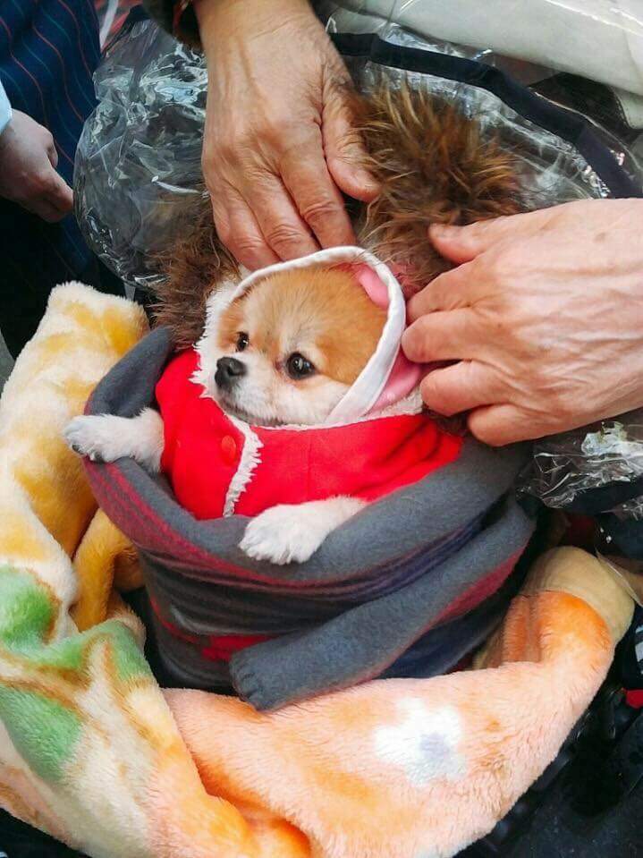 추운 날 할머니의 강아지 패션 코디 | 인스티즈