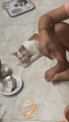 자연스러웠냥.gif | 인스티즈