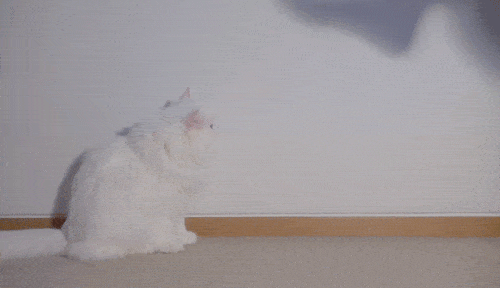 고양이들은 발을 좋아할까? | 인스티즈