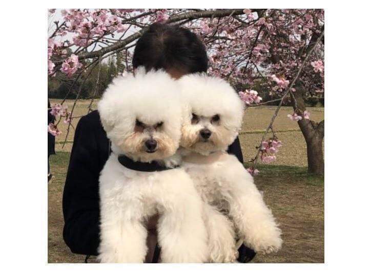 엄마와 아빠가 댕댕이 안을때 표정차이 | 인스티즈
