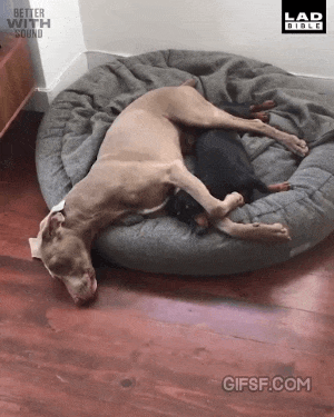 강아지 쉽게 깨우는 방법 | 인스티즈